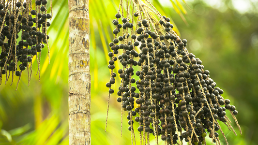 Unlock the Power of Superfoods: A Transformative Journey for Your Health and Wellness